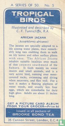 African Jacana - Bild 2