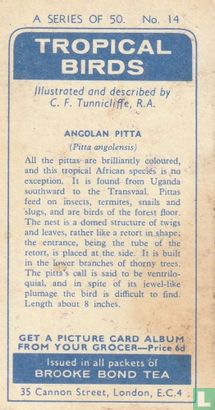 Angolan Pitta - Afbeelding 2