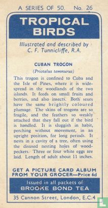 Cuban Trogon - Afbeelding 2