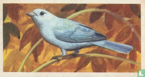 Blue-grey Tanager - Bild 1