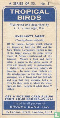Levaillant's Barbet - Afbeelding 2