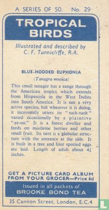 Blue-hooded Euphonia - Afbeelding 2