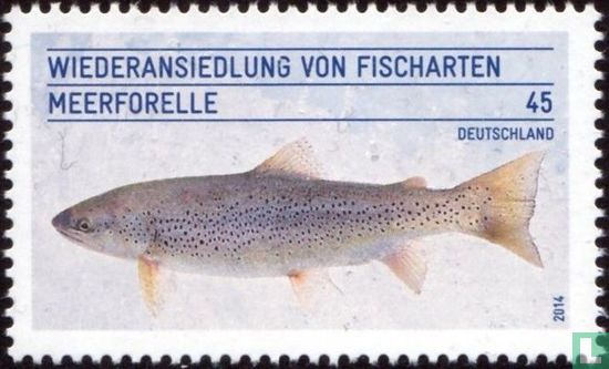 Sea trout