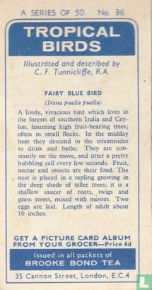 Fairy Blue Bird - Image 2