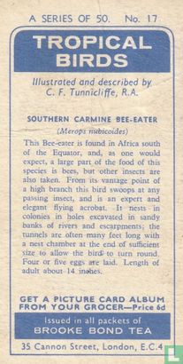 Southern Carmine Bee-eater - Bild 2