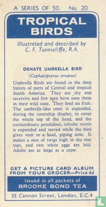 Ornate Umbrella Bird - Bild 2