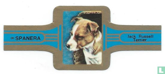 Jack Russell Terrier - Image 1