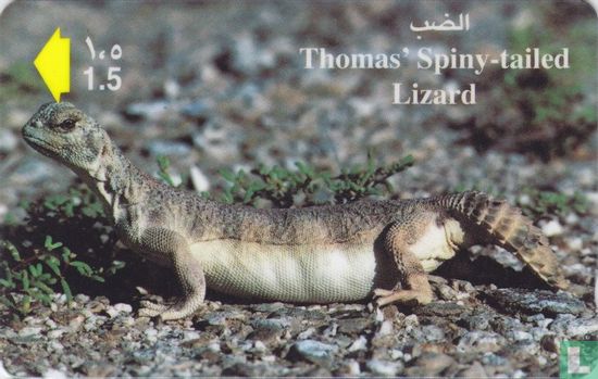 Thomas Spiny-tailed Lizard - Image 1