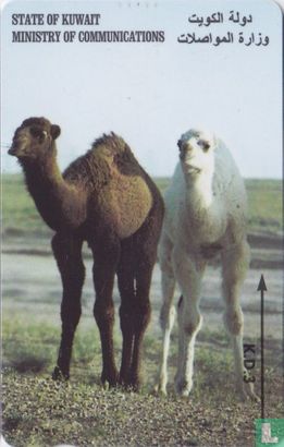 Young Camels - Afbeelding 1