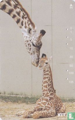 Giraffe With Calf - Image 1