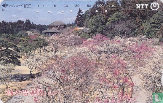 Sakura Blossoms - Image 1