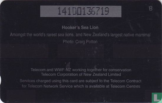 Hooker's Sea Lion - Bild 2