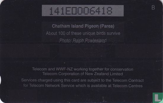 Chatham Island Pigeon (Parea) - Afbeelding 2