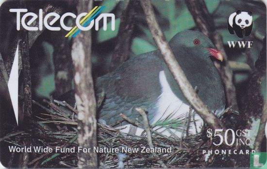 Chatham Island Pigeon (Parea) - Afbeelding 1