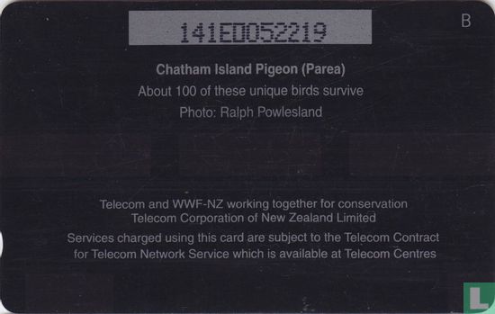 Chatham Island Pigeon (Parea) - Bild 2