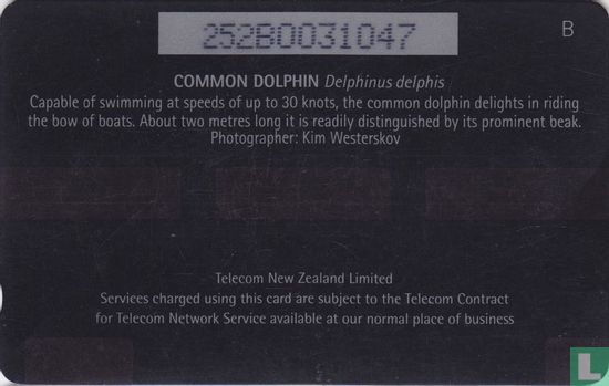 Common Dolphin - Afbeelding 2