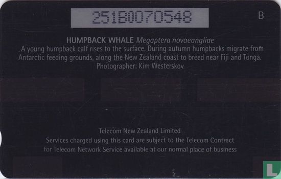 Humpback Whale - Afbeelding 2