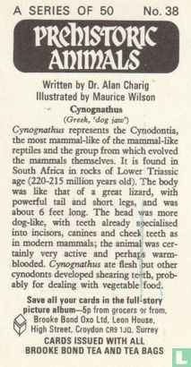 Cynognathus - Afbeelding 2