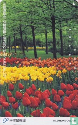 Flowers / Tulip Field - Forest - Bild 1