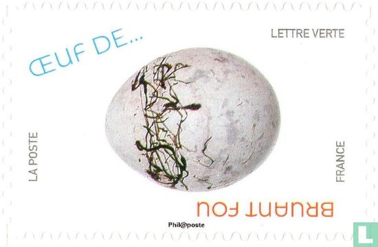Bird eggs