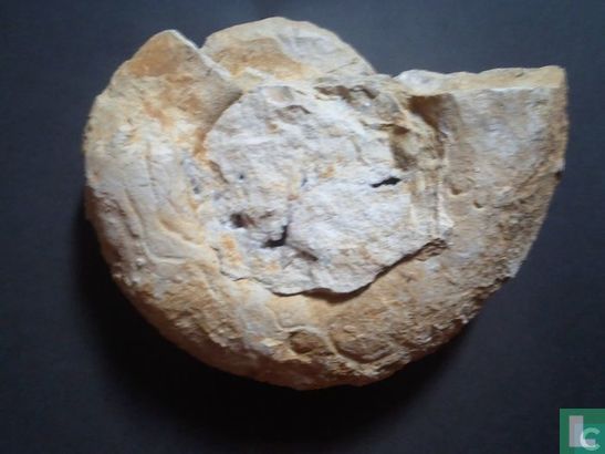 Fossiel "ammoniet" - Image 3