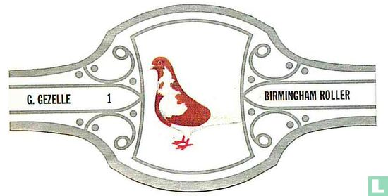 Birmingham Roller  - Bild 1