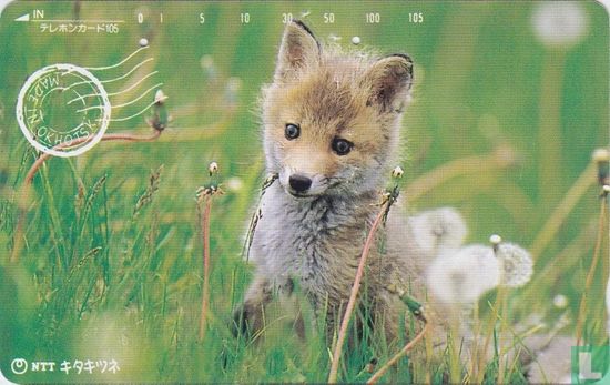 Northern Fox in Field - Afbeelding 1