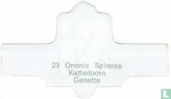 Ononis Spinoza - Kattedoorn - Afbeelding 2