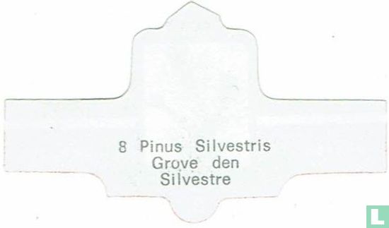 Pinus Silvestris - Grove den - Afbeelding 2