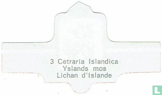 Cetraria Islandica - Yslands mos - Afbeelding 2