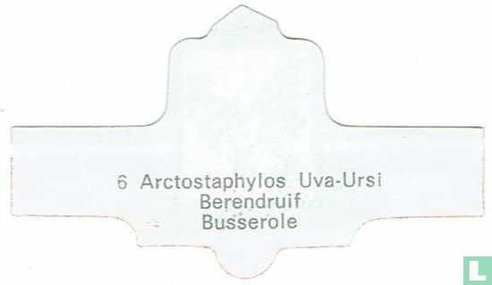 Arctostaphylos Uva-Ursi - Berendruif - Afbeelding 2