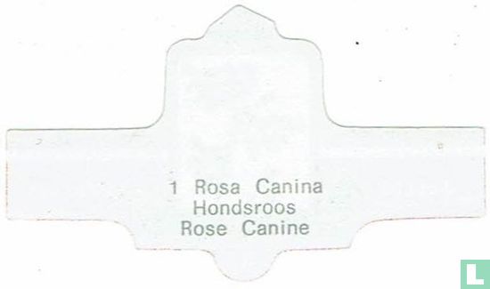 Rosa Canina - Hondsroos - Afbeelding 2