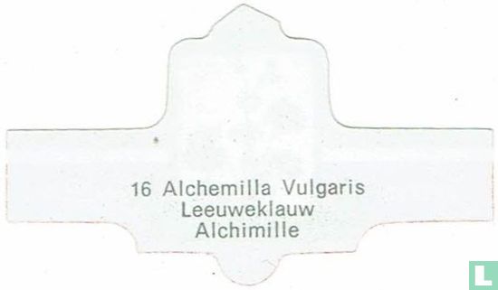 Alchemilla Vulgaris - Leeuweklauw - Afbeelding 2