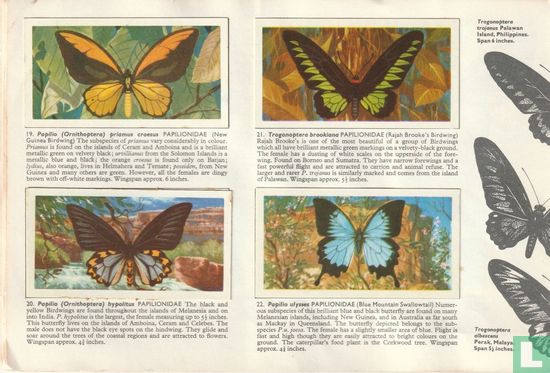 Butterflies of the world - Afbeelding 3