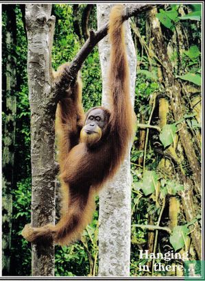 Sumateran Orangutan Society - Afbeelding 1