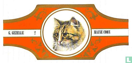 Maine Coon - Image 1
