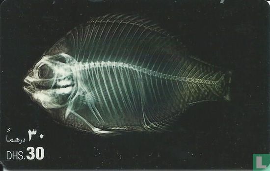 Deep sea fish - Afbeelding 1