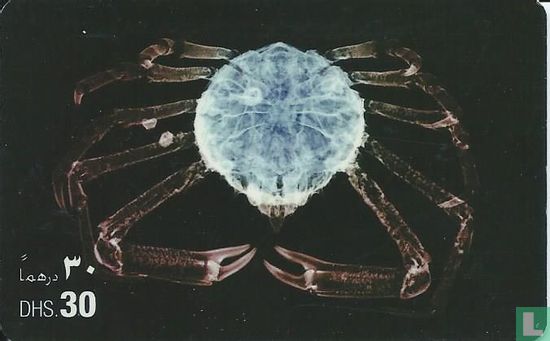 Deep sea crab - Afbeelding 1