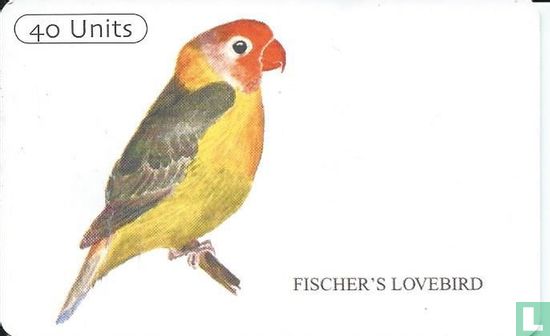 Fischer's lovebird - Image 1