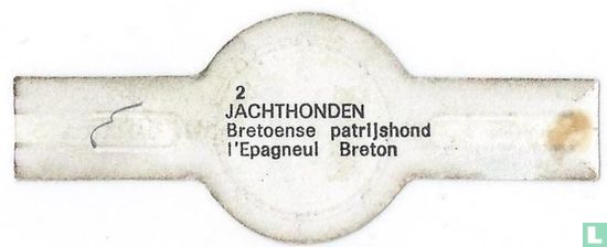 Chien breveté breton  - Image 2