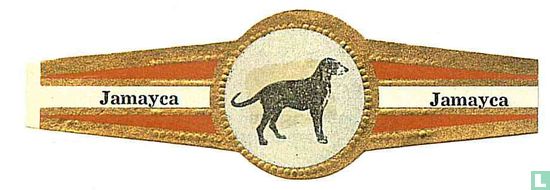 Grijze jachthond van St.-Lodewijk - Afbeelding 1