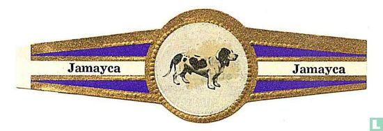 Artesian dachshund - Image 1