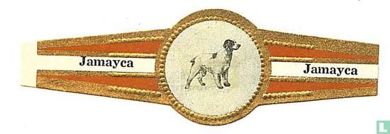 Breton partridge dog - Image 1