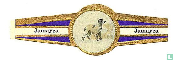 Breton partridge dog  - Image 1