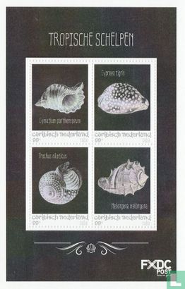 Tropical shells - Saba