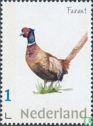 Niederländische Wiesenvögel - Fasan