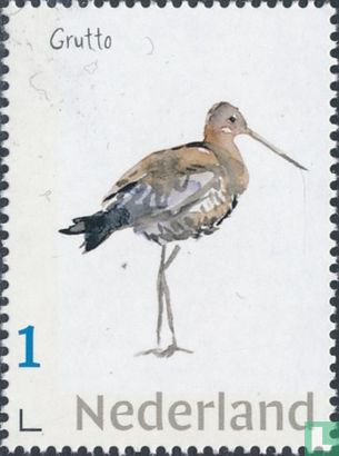 Néerlandais Meadow Birds - Barge à queue noire
