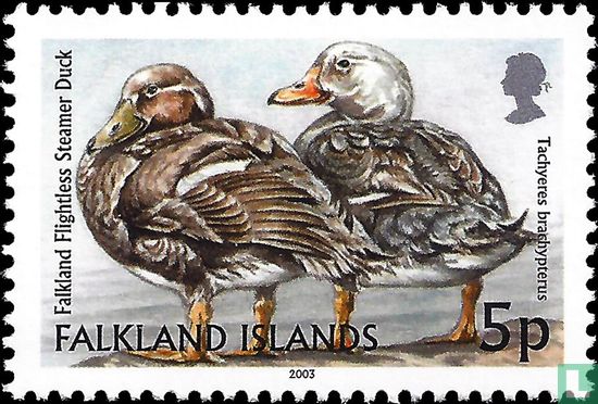 Falkland steamer duck