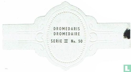 Dromedaris - Image 2