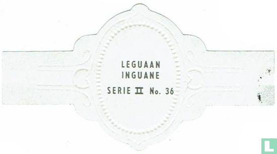 Leguaan - Bild 2